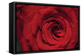 Red Rose Detail-Erin Berzel-Framed Stretched Canvas