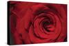 Red Rose Detail-Erin Berzel-Stretched Canvas