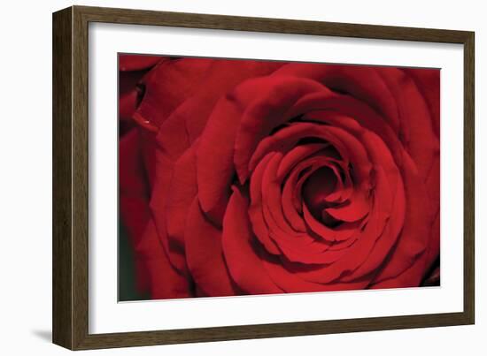 Red Rose Detail-Erin Berzel-Framed Photographic Print