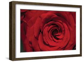 Red Rose Detail-Erin Berzel-Framed Photographic Print