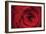 Red Rose Detail-Erin Berzel-Framed Photographic Print