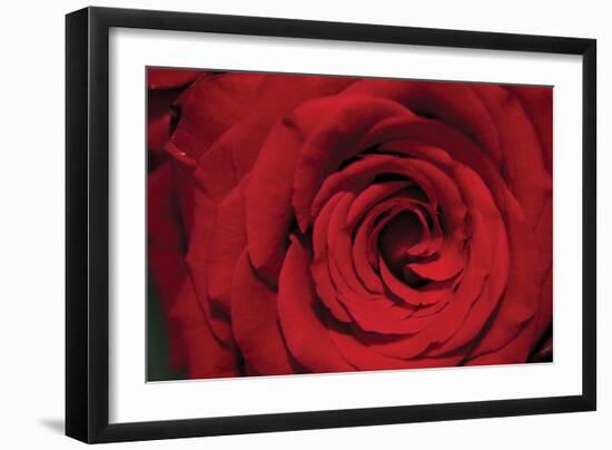 Red Rose Detail-Erin Berzel-Framed Photographic Print