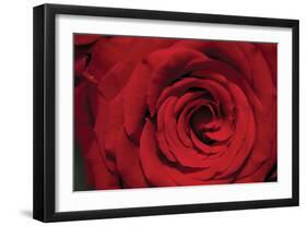 Red Rose Detail-Erin Berzel-Framed Photographic Print