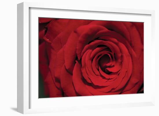 Red Rose Detail-Erin Berzel-Framed Photographic Print