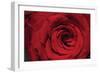 Red Rose Detail-Erin Berzel-Framed Photographic Print