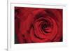 Red Rose Detail-Erin Berzel-Framed Photographic Print