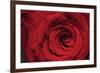 Red Rose Detail-Erin Berzel-Framed Photographic Print