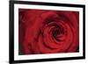 Red Rose Detail-Erin Berzel-Framed Photographic Print