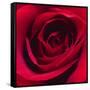 Red Rose I-Monika Burkhart-Framed Stretched Canvas