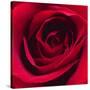 Red Rose I-Monika Burkhart-Stretched Canvas