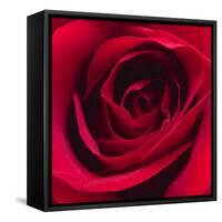 Red Rose I-Monika Burkhart-Framed Stretched Canvas