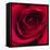 Red Rose I-Monika Burkhart-Framed Stretched Canvas