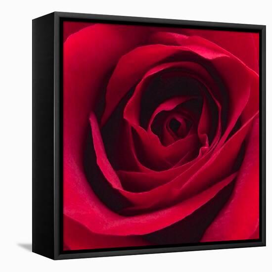 Red Rose I-Monika Burkhart-Framed Stretched Canvas