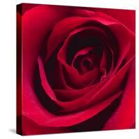 Red Rose I-Monika Burkhart-Stretched Canvas