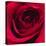 Red Rose I-Monika Burkhart-Stretched Canvas