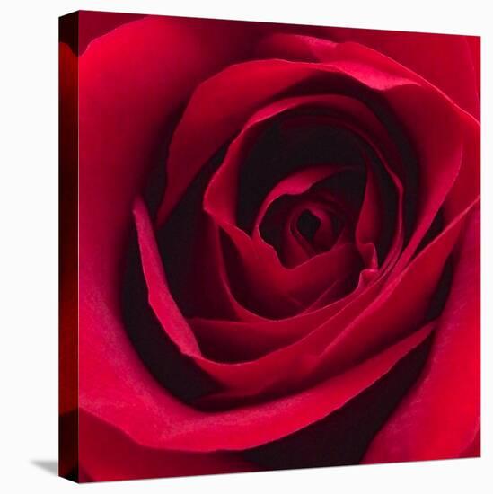 Red Rose I-Monika Burkhart-Stretched Canvas