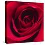 Red Rose I-Monika Burkhart-Stretched Canvas