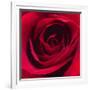 Red Rose I-Monika Burkhart-Framed Photographic Print