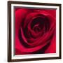 Red Rose I-Monika Burkhart-Framed Photographic Print