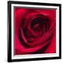 Red Rose I-Monika Burkhart-Framed Photographic Print