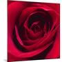 Red Rose I-Monika Burkhart-Mounted Photographic Print