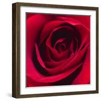 Red Rose I-Monika Burkhart-Framed Photographic Print