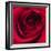 Red Rose I-Monika Burkhart-Framed Photographic Print