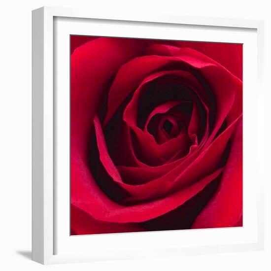 Red Rose I-Monika Burkhart-Framed Photographic Print