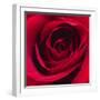 Red Rose I-Monika Burkhart-Framed Photographic Print