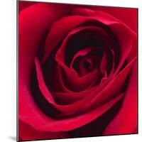 Red Rose I-Monika Burkhart-Mounted Photographic Print