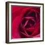 Red Rose II-Monika Burkhart-Framed Photographic Print