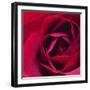 Red Rose II-Monika Burkhart-Framed Photographic Print