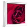 Red Rose II-Monika Burkhart-Framed Photographic Print