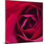 Red Rose II-Monika Burkhart-Mounted Photographic Print