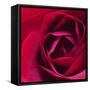 Red Rose II-Monika Burkhart-Framed Stretched Canvas