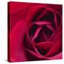 Red Rose II-Monika Burkhart-Stretched Canvas