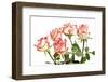 Red Rose Isolated on a White Background-Vitaliy Pakhnyushchyy-Framed Photographic Print