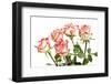 Red Rose Isolated on a White Background-Vitaliy Pakhnyushchyy-Framed Photographic Print