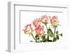 Red Rose Isolated on a White Background-Vitaliy Pakhnyushchyy-Framed Photographic Print