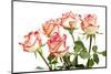 Red Rose Isolated on a White Background-Vitaliy Pakhnyushchyy-Mounted Photographic Print