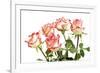 Red Rose Isolated on a White Background-Vitaliy Pakhnyushchyy-Framed Photographic Print