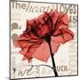 Red Rose Love-Albert Koetsier-Mounted Art Print
