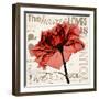 Red Rose Love-Albert Koetsier-Framed Photographic Print