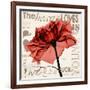 Red Rose Love-Albert Koetsier-Framed Photographic Print