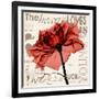 Red Rose Love-Albert Koetsier-Framed Photographic Print