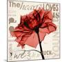 Red Rose Love-Albert Koetsier-Mounted Photographic Print