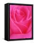 Red Rose Petals-John McAnulty-Framed Stretched Canvas