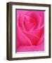 Red Rose Petals-John McAnulty-Framed Photographic Print