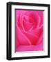 Red Rose Petals-John McAnulty-Framed Photographic Print