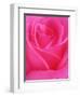 Red Rose Petals-John McAnulty-Framed Photographic Print